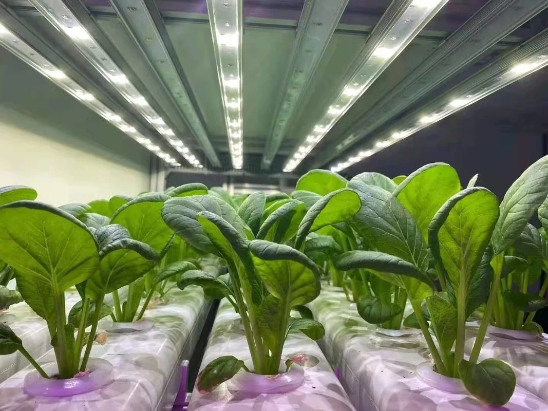 Serra agricola per contenitori per piante con sistema di coltivazione microgreen commerciale per coltura idroponica per interni