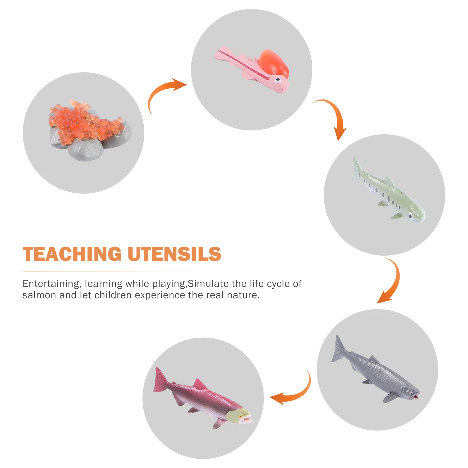 4 pçs crianças brinquedos educativos modelo de ciclo de crescimento das crianças vívido salmão figura vida animal observando peixe