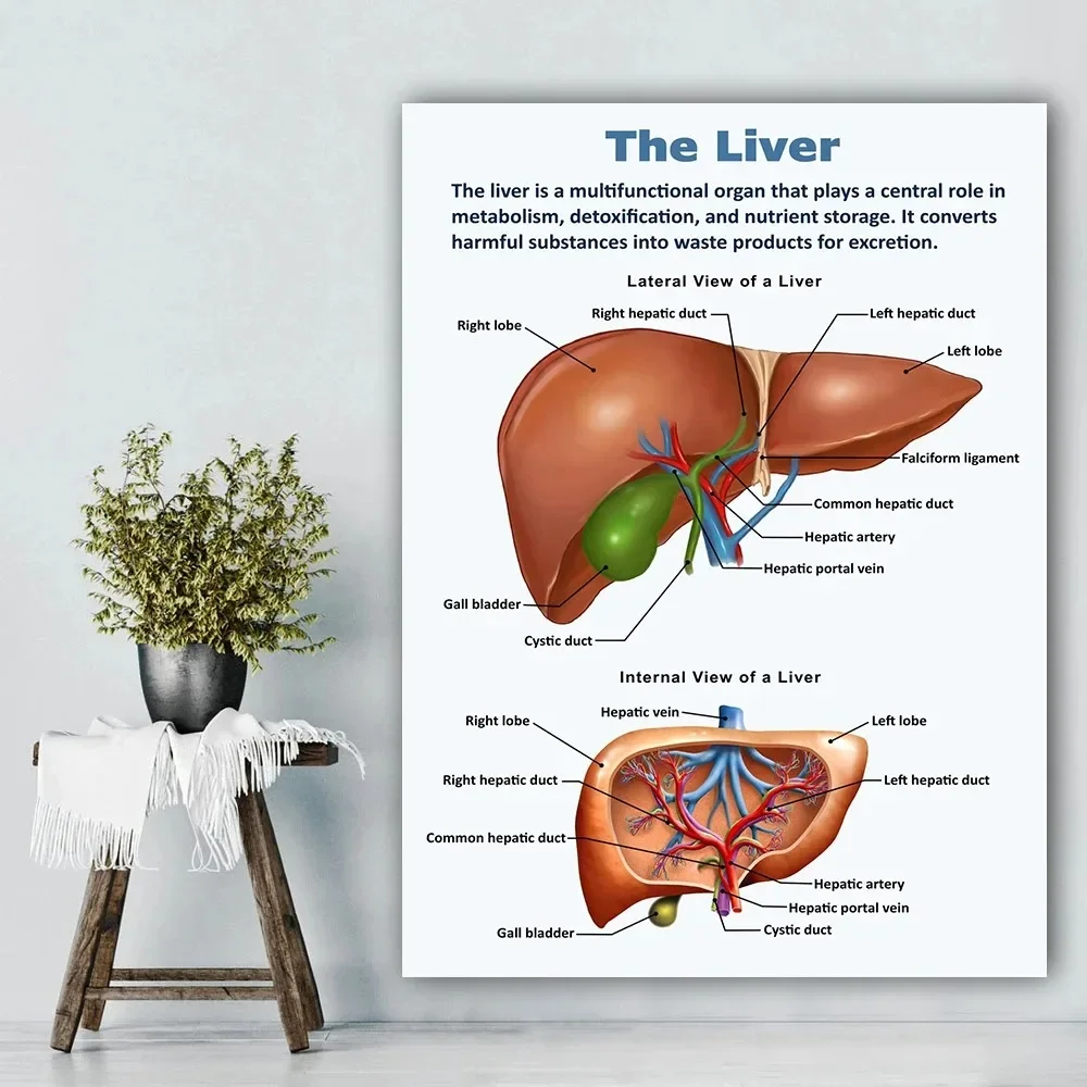 Biology Education Organs Brain Liver Heart Anatomy Poster And Prints Wall Art Canvas Painting For Living Room Home Decor view 3