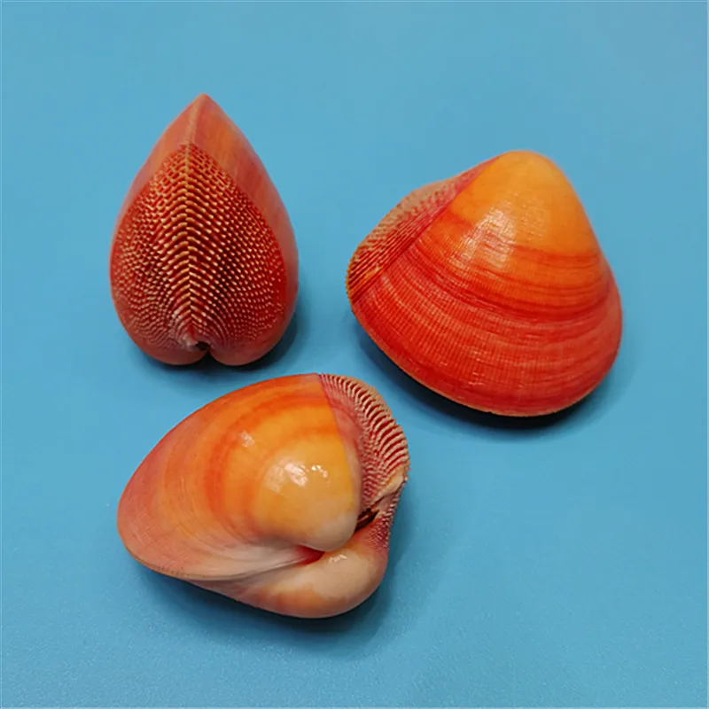 Natural Rare Conch Shell Cardioidae Fish Tank Aquatic Landscape Decoration Mediterranean Home Collection Decoration Sea Shells