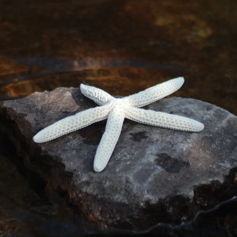 Natural Finger Starfish Conch Shell Sea Star Wedding Photo Decoration 10-15cm