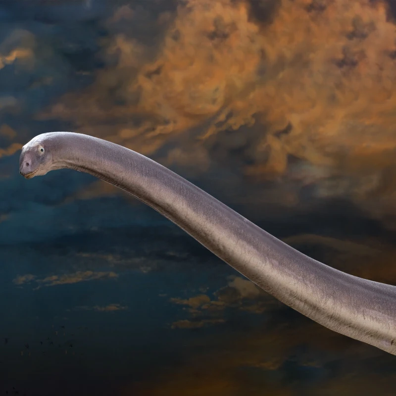 

Prehistoric Dinosaur Model Mamenchi Dragon Erma Dinosaur Museum 1:45 Science And Art Model Collection Ornament Festival Gift