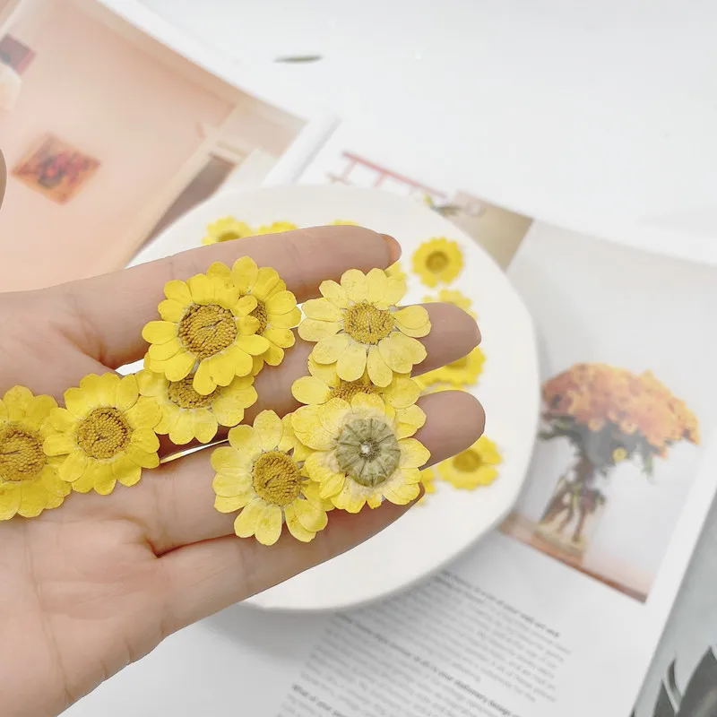 2~3.5CM/12&24PC Real Natural Pressed Chrysanthemum Multicaule Flowers Head,Dry Press Yellow Flower for Epoxy Resin,Candle Making