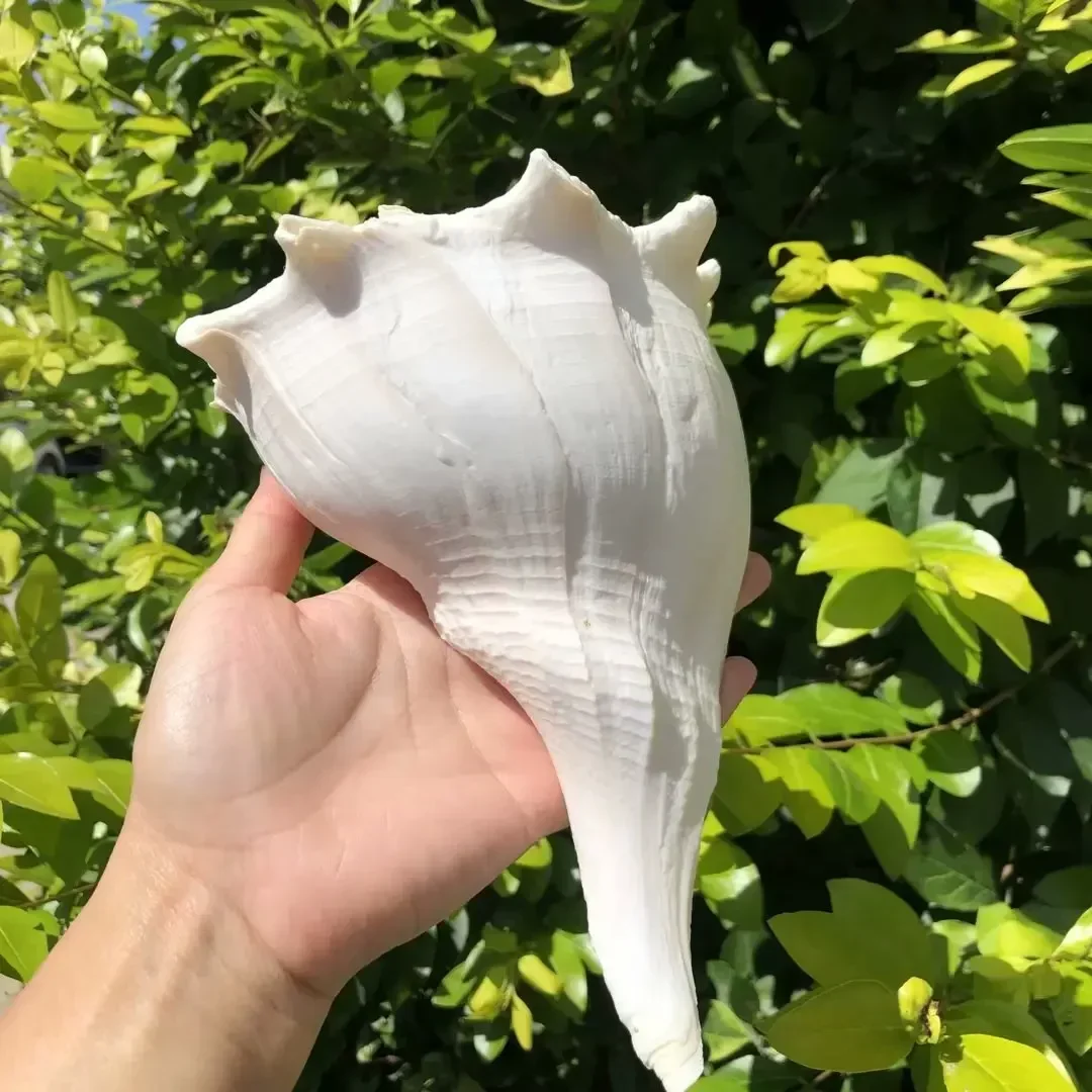 

Natural conch shell fish tank aquascape decoration ornaments creative gifts