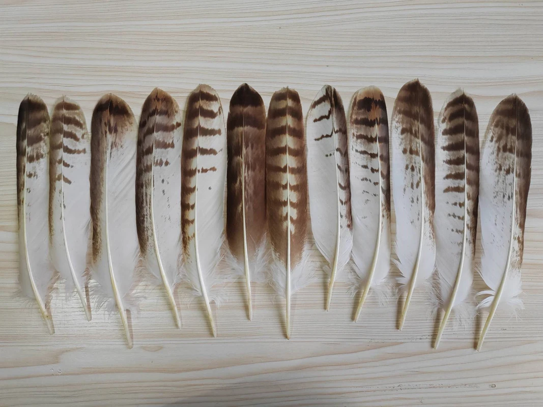 12Pcs 20-28CM Long Perfect Rare Eagle Tail Feathers, Natural Round Eagle Quill Feathers for Carnival DIY Handicraft Decoration
