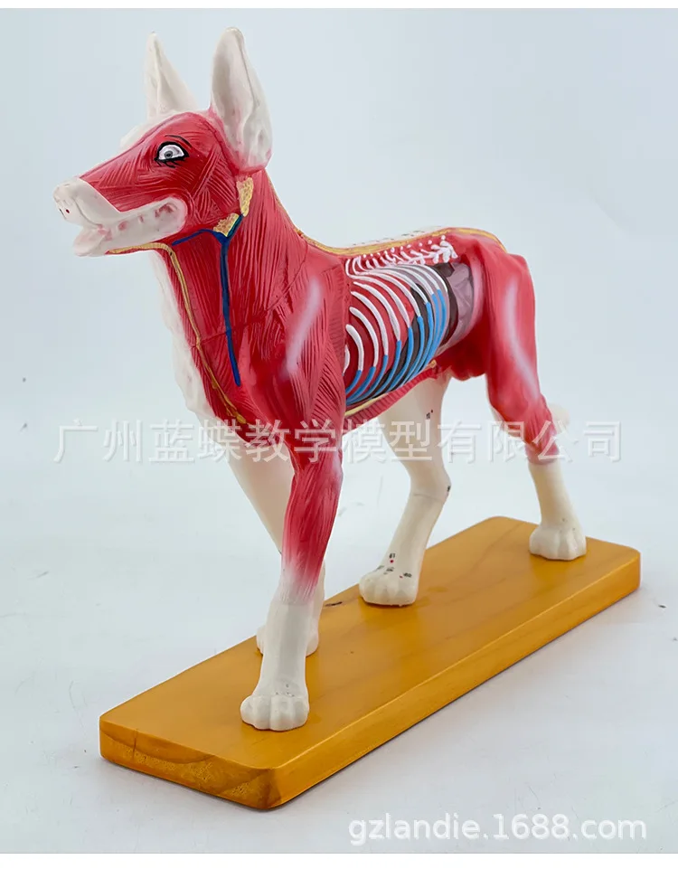 Animal Skeleton Dog Acupuncture Anatomical Acupoint Nursing Massage Model for Veterinary Medical Supplies