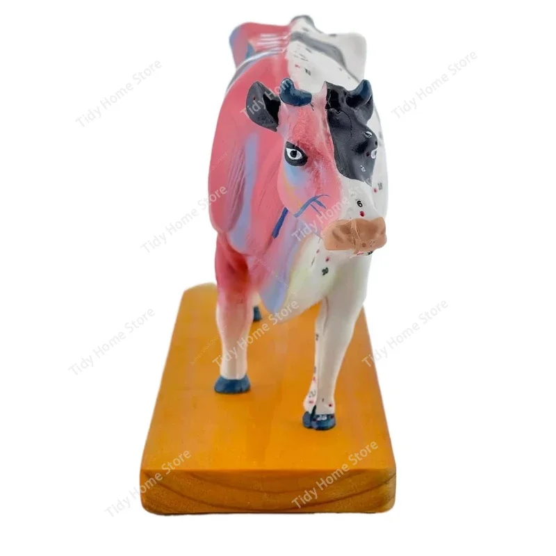 

Модель акупунктурных точек для крупного рогатого скота и модели анатомии быка