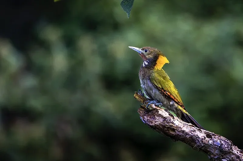 

UD12-PRO V3.0 1:12 4WD Brushless RC Truck - 2.4G High-Speed Desert Off-Road, 60A ESC & Metal Shocks