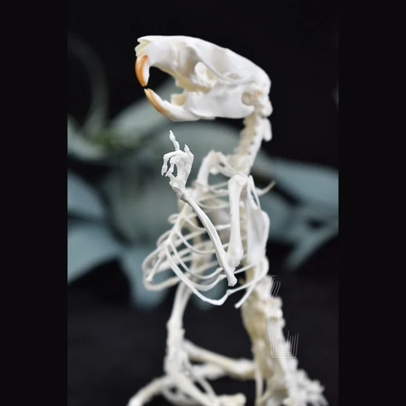 2011 Meditation on Rodent Skeleton Zen Art Mysterious Rat Bone Resin Sculpture Halloween Party Supplies Biological Shadow Box