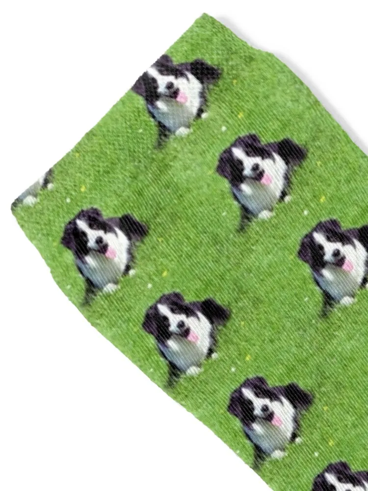 Border Collie On The Grass Socks