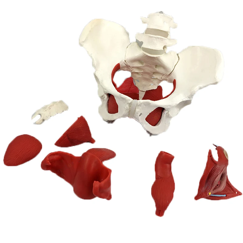 Detachable Female Pelvis Muscle Anatomy Model Medical Science Teaching Resources Drop Shipping