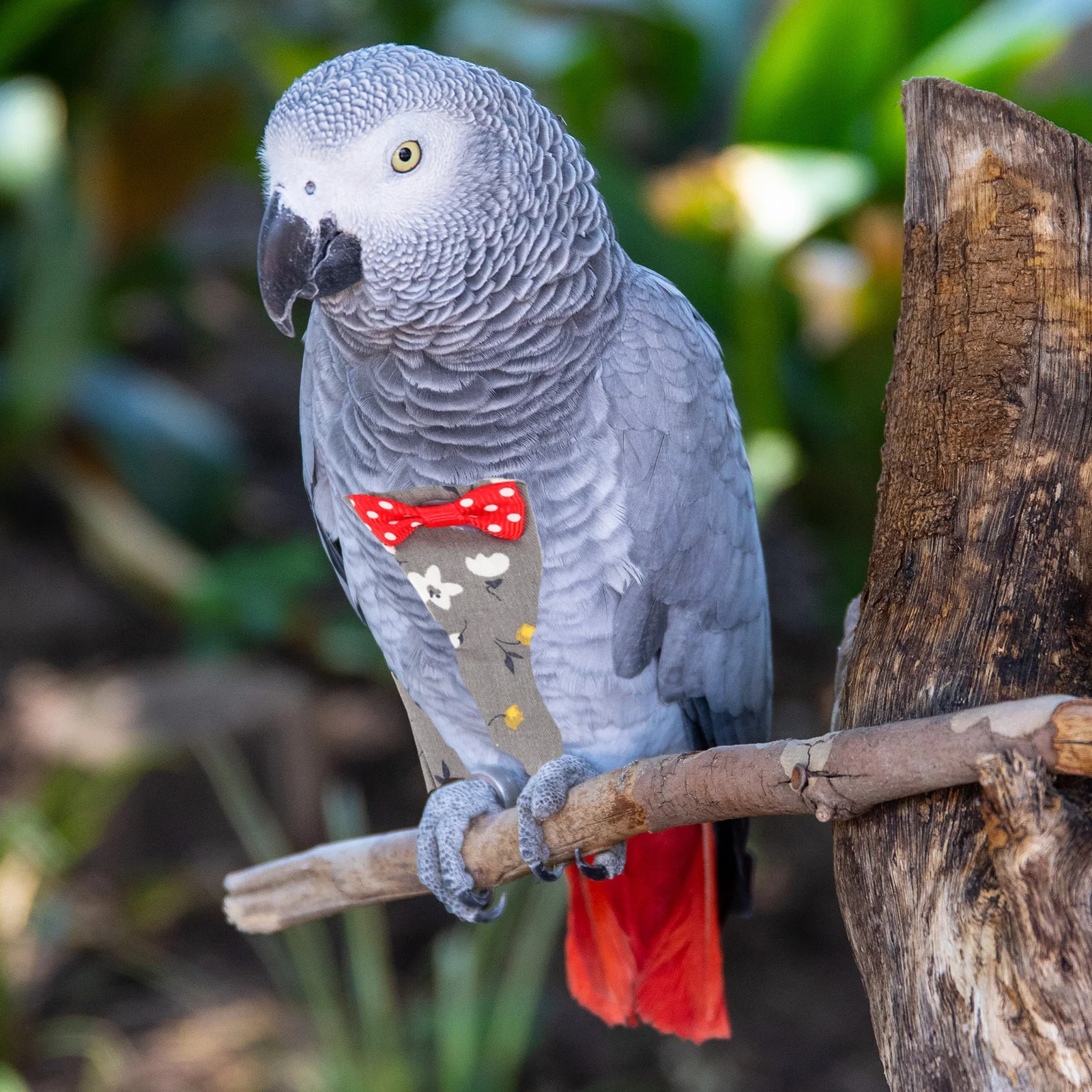 

Bird Diaper Washable Parrot Flight Suit Cotton Protective Breathable Nappy Clothes Liner for Small Parakeets Cockatiels Pigeons