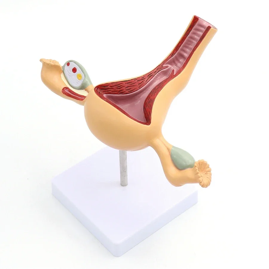 Female Genital Anatomy Model Uterus Ovary Genitourinary Medical Teaching Model