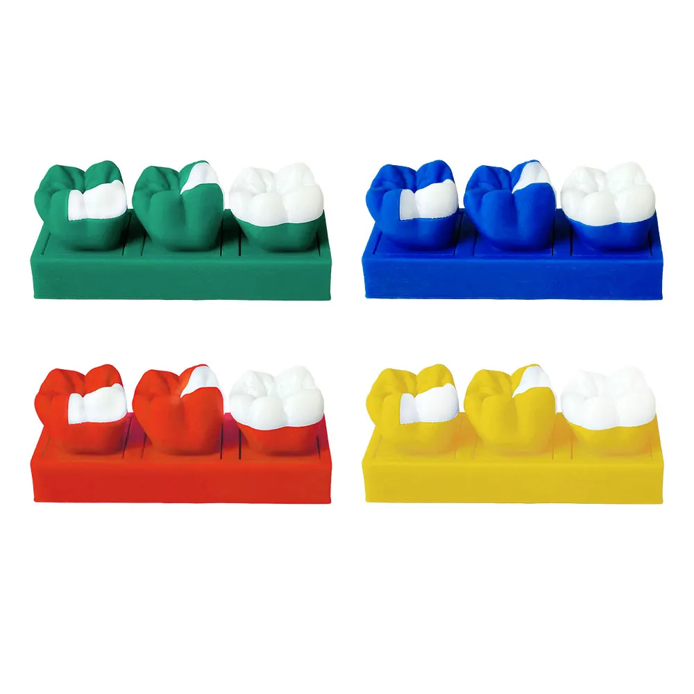 Detachable Dental Inlay Models With Base Removable Teeth Teaching Model For Dentist-Patient Education Demo Dentistry Supplies
