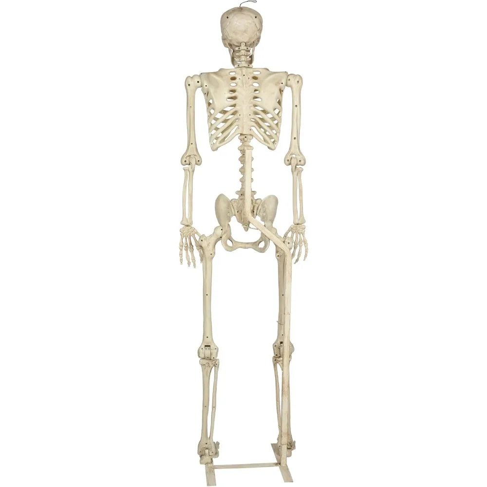 حامل معدني من كريزي بونيز بوز إن ستاي للهياكل العظمية الطويلة بطول 60 بوصة (5 أقدام).