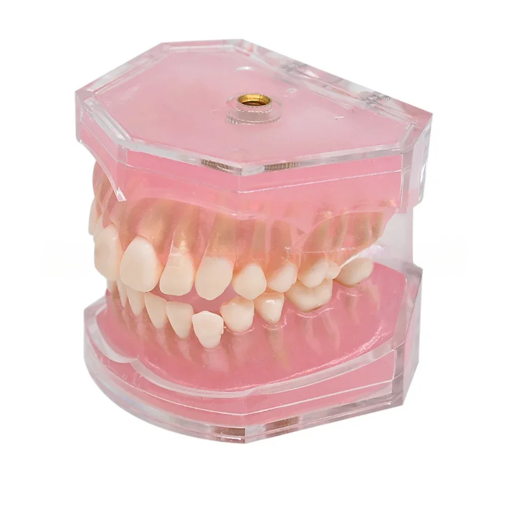 

28 Removable Teeth Adult Study Demo Teaching Dentist Equipment Dental Model Standard Training Technician Practice Model Soft Gum