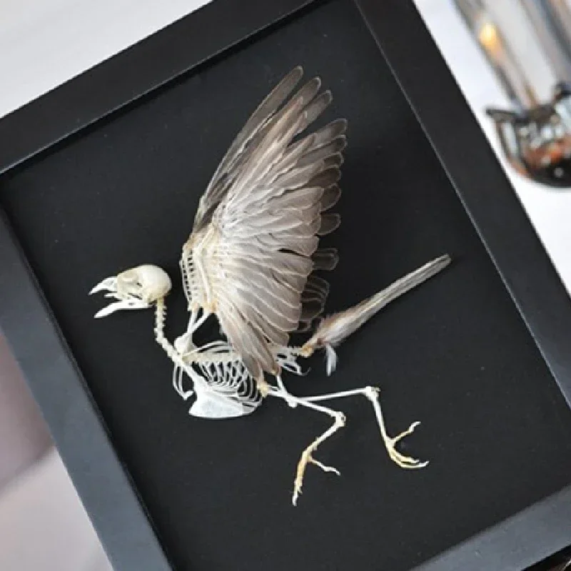 2004 Ornamental Bird Bone Framed Artwork Resin Specimen Gothic Decor Wall Hanging Vintage Natural Gothic Style Halloween Display