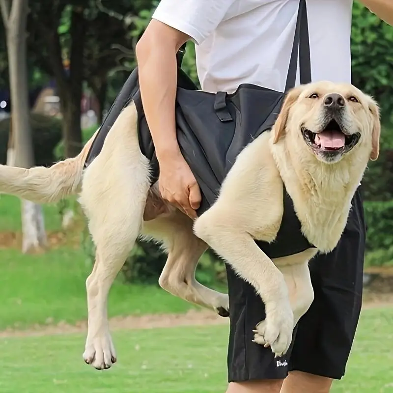 Disabled dogs, elderly dogs, rehabilitation exercises, taking them upstairs, assisting with dog assistance