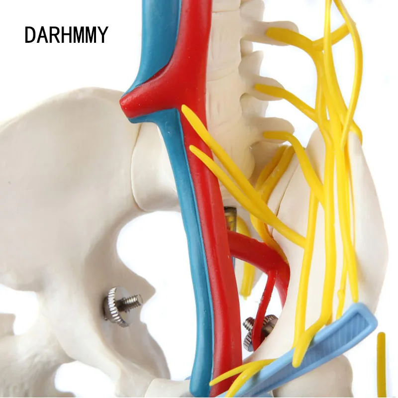 DARHMMY Anatomical Model 1/2 Life Size 85cm Human Skeleton Include Nerve Blood Vessels,Heart Medical Science Teaching Resource