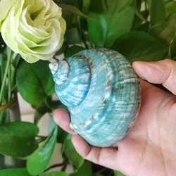 Real Turbo Imperialis Shells Turban Seashells Original Natural Large Green Coral Home Fish Tank Decorations crafts DIY