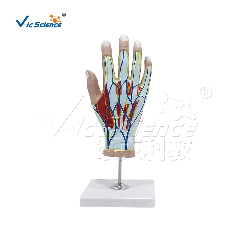 Medical Education Advance Hand Anatomical Model