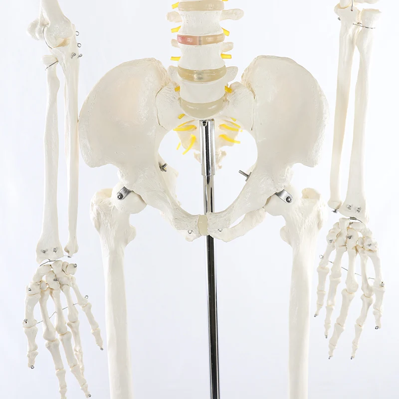 Human Anatomical Skeleton Model 170CM Life Size Clear Bone Texture Include Nerve Roots Plastic Medical Science Anatomy