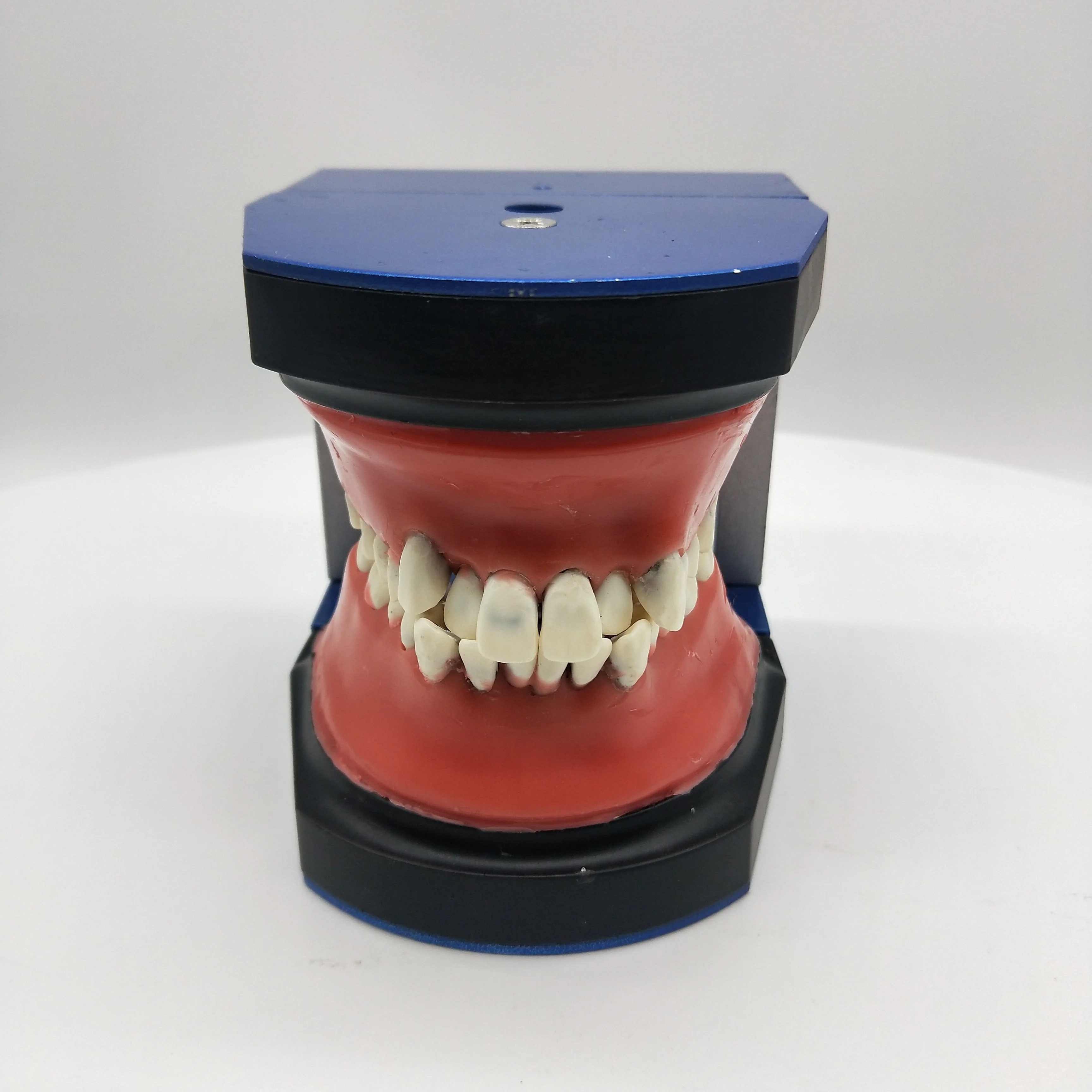 Dental Model M8017 Stainless Steel Orthodontic Training