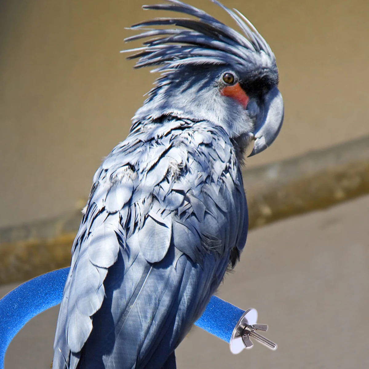 

Parrot Grinding Claw Rod Colored Bird Cage For Trim Nails Standing Platform Foot Exercise Tool For Small Birds Pet