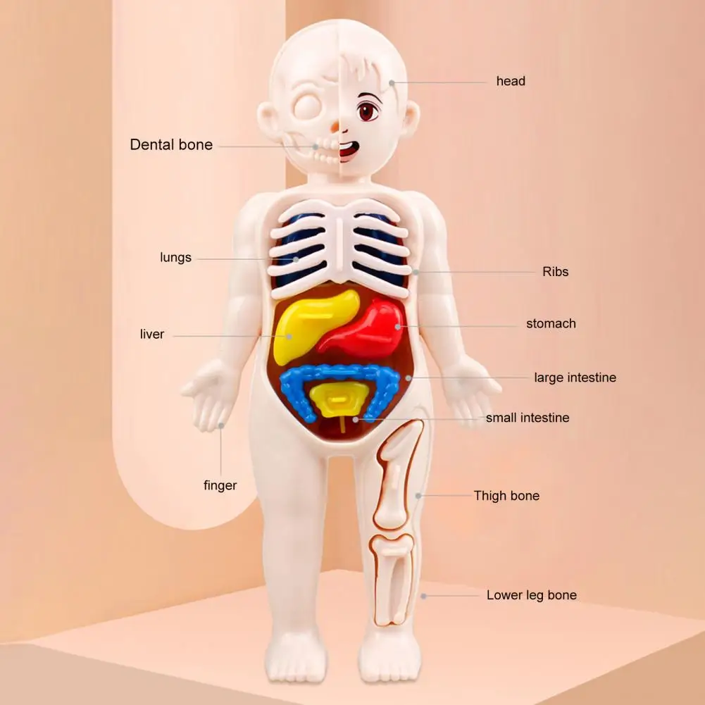 3D 퍼즐 인체 해부학 모드, 밝은 색상, 재미있는 현실적인 소년 소녀 교육 학습, 오르간 조립 장난감, 1 세트