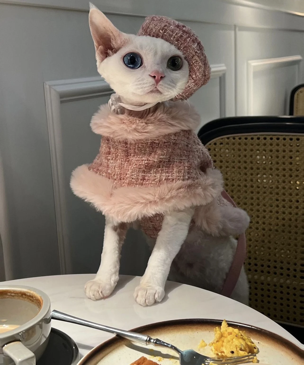 Luxury Pink Fleece Jacket for Sphynx Hairless Cat Clothes Elegant Comfort Winter Coat Thickening Sweater Cardigan for Kittens