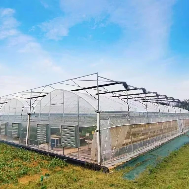 

Customized greenhouseTurnkey Projects Agricultural Multi-span Film Greenhouses for Tomato Hydroponic Planting Greenhouse
