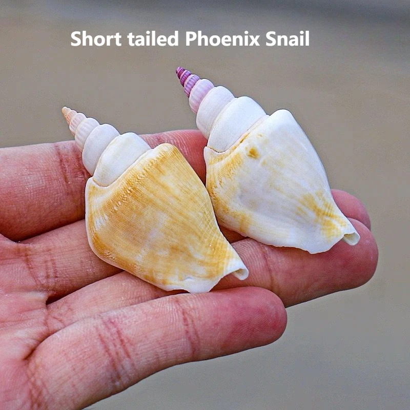 Natural Conch Shell…