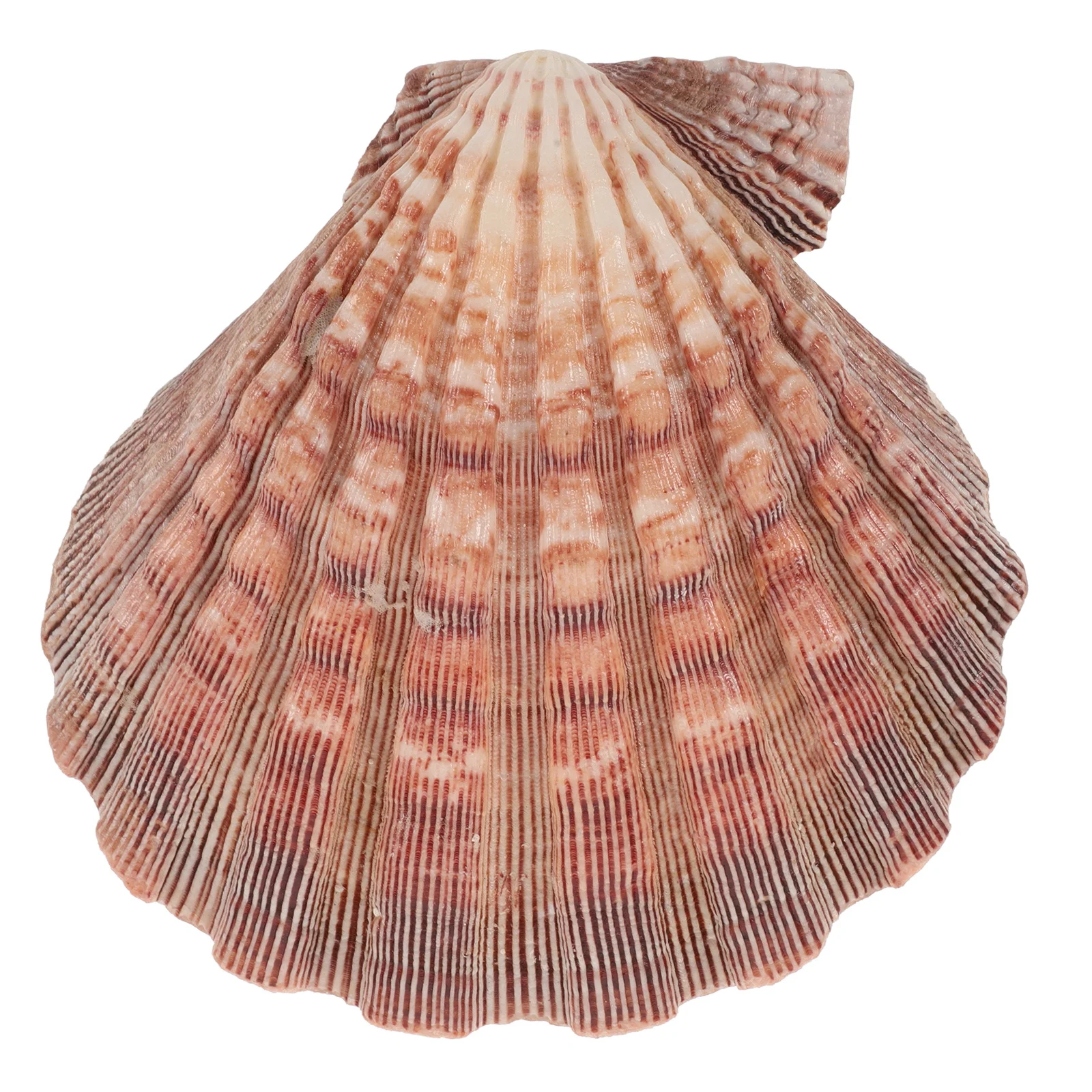 

Exquisite Seashell Decoration DIY Craft Scallop Shells for Fish Tanks Kindergartens Beach Sea Shell Decor Wooden