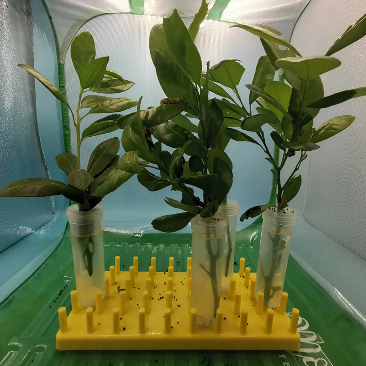 Plant Water Retenti…