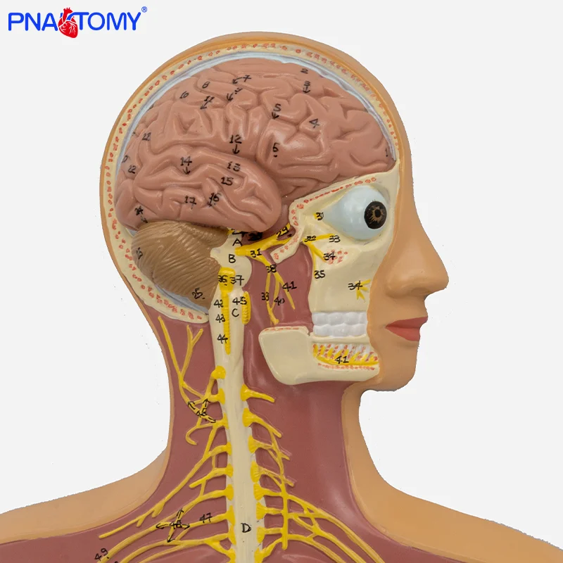 

Nerve System Model Human Anatomy Teaching AIDS Brain Skeleton and Spinal Nerve Distribution Teaching AIDS