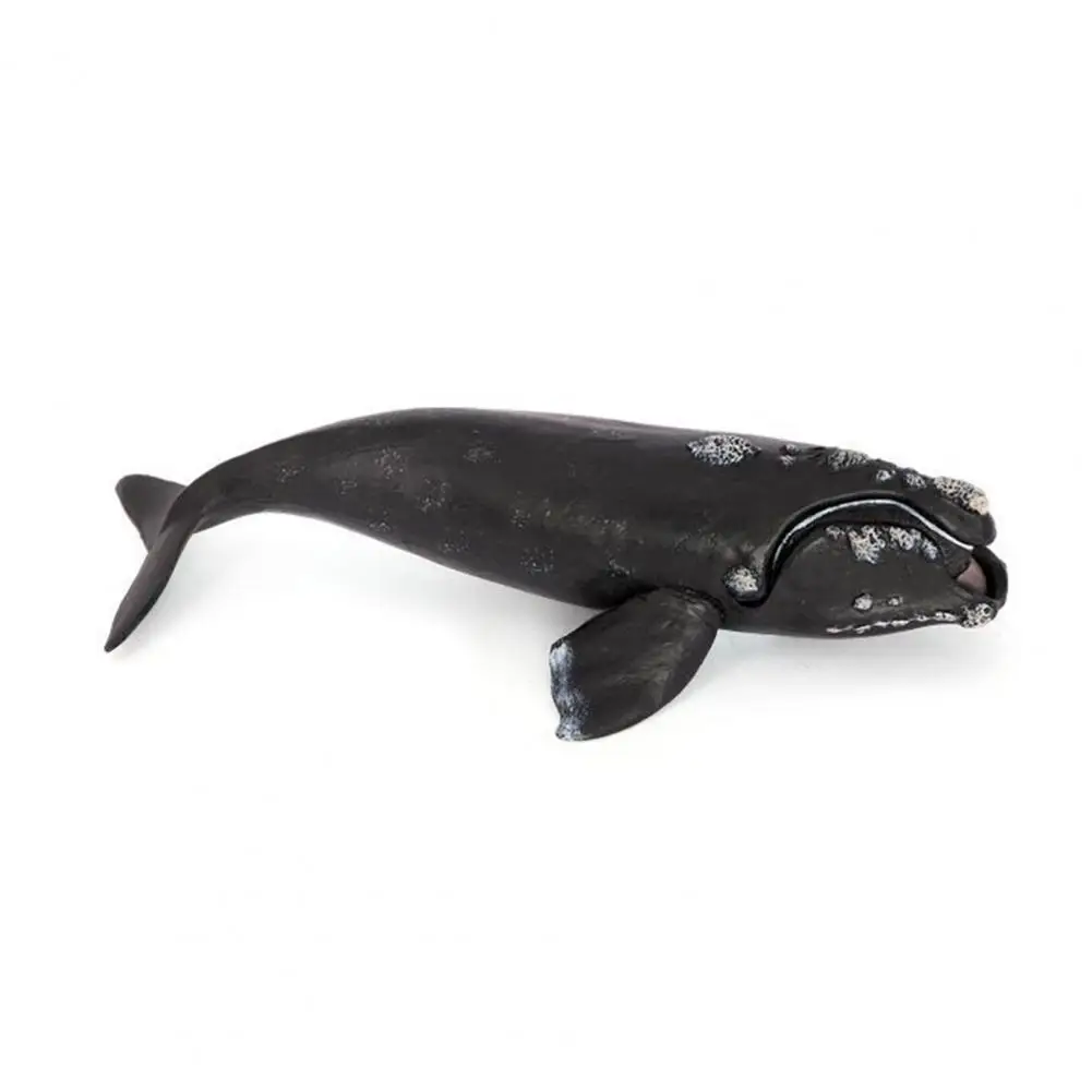 Right Whale Model Realistic Wildlife Model Realistic Right Whale Figurine Sculpture for Kids Educational Ocean Toy for Boys