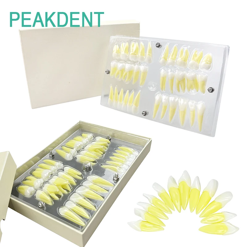 

Dental Resin 2.5x Permanent Tooth Model Double Color Permanent Tooth Independent Tooth Model Dental Laboratory Teaching Model