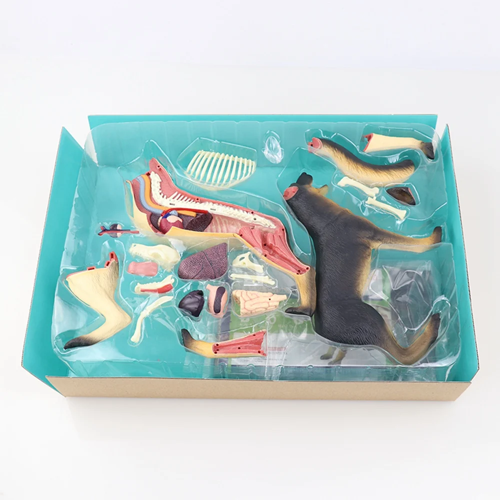 สัตว์ออร์แกน Anatomy 4D สุนัข Intelligence ประกอบของเล่นการสอน Anatomy DIY เครื่องใช้ไฟฟ้า