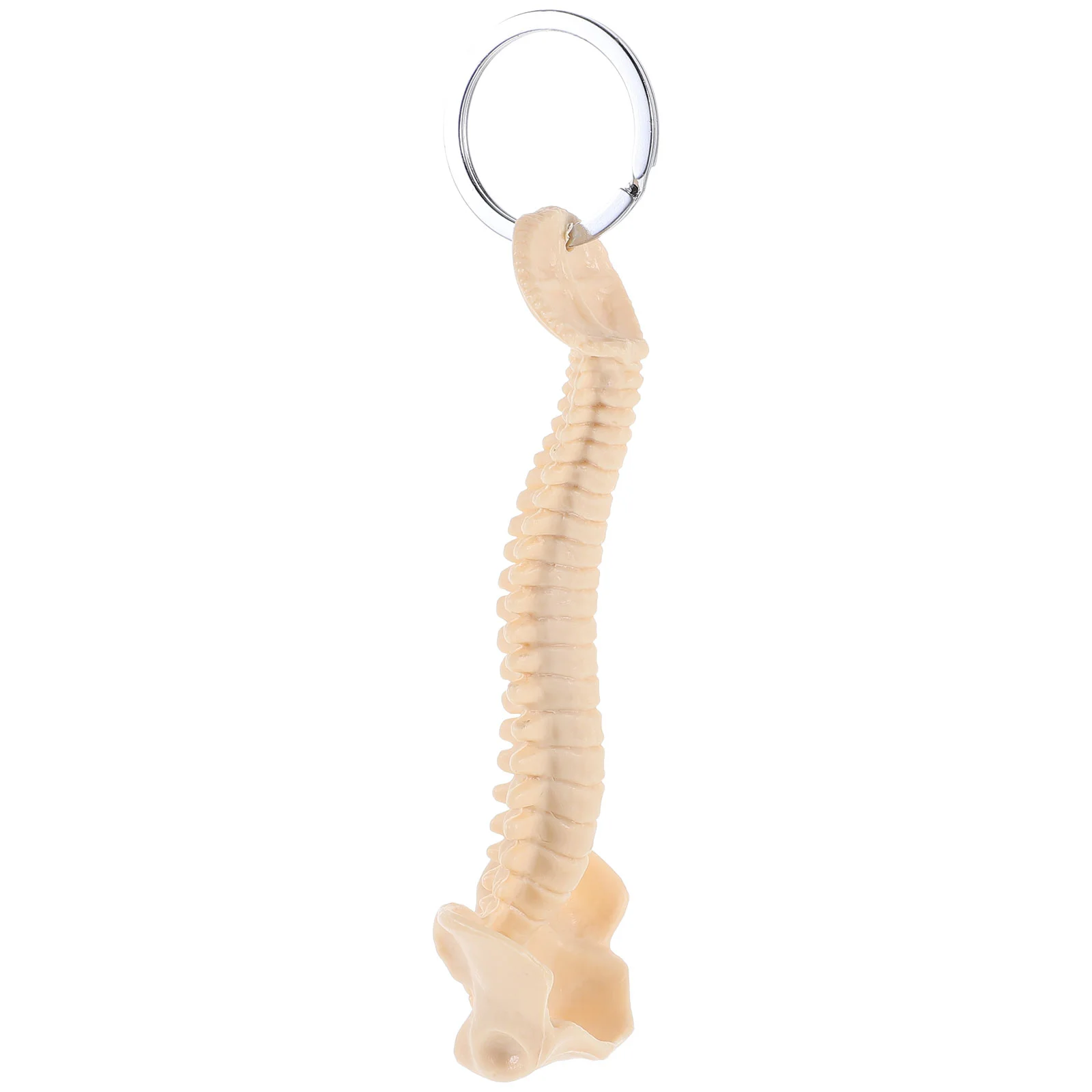 Human Spine Model Plastic Pendant Keychain Keyring Car Teaching Aid Ornament Lanyard