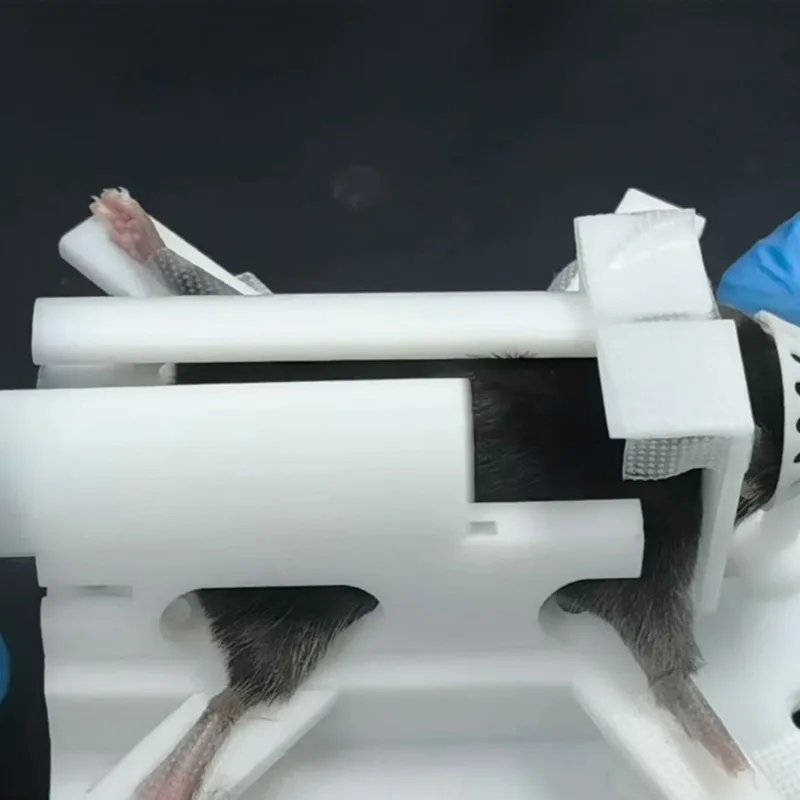 Exposed limbs multifunctional mouse holder for mouse fixation