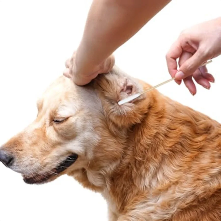 500PCS Long Large Cotton Swabs 6 Inch LintFree Dog Ear Cleaning Q Tips Bamboo Handle Soft Gentle Swab for Medium Large Pet Care