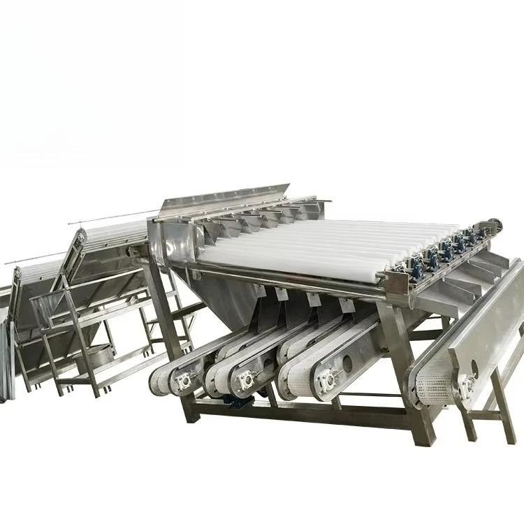 Picture 6: Industrial crayfish and shrimp processing machine - cleaning, sorting and grading machine equipment