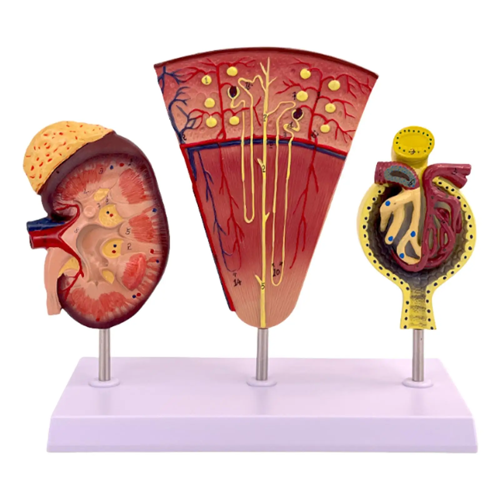 Model Anatomical Model for Doctor's Offices Teachers Students