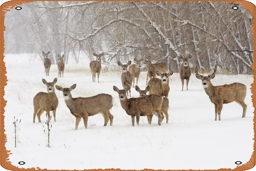 Herd of Mule Deer Poster 8 x 12 Inches - Retro Vintage Metal Tin Sign for Home Bar Pub Garage Decor Movie Gifts