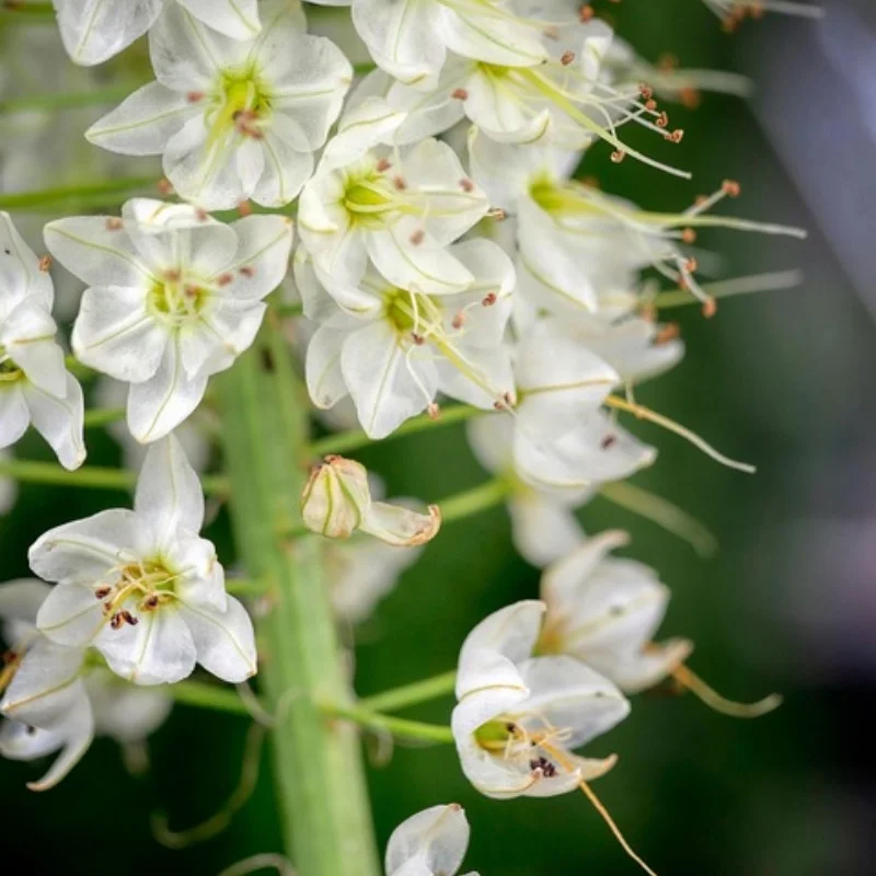

4 шт. 1.9 металлический обод ступицы колеса с 12 круглыми отверстиями для 1/10 RC Crawler Axial SCX10 AXI03007 Yikong TRX4 D90 RedCat