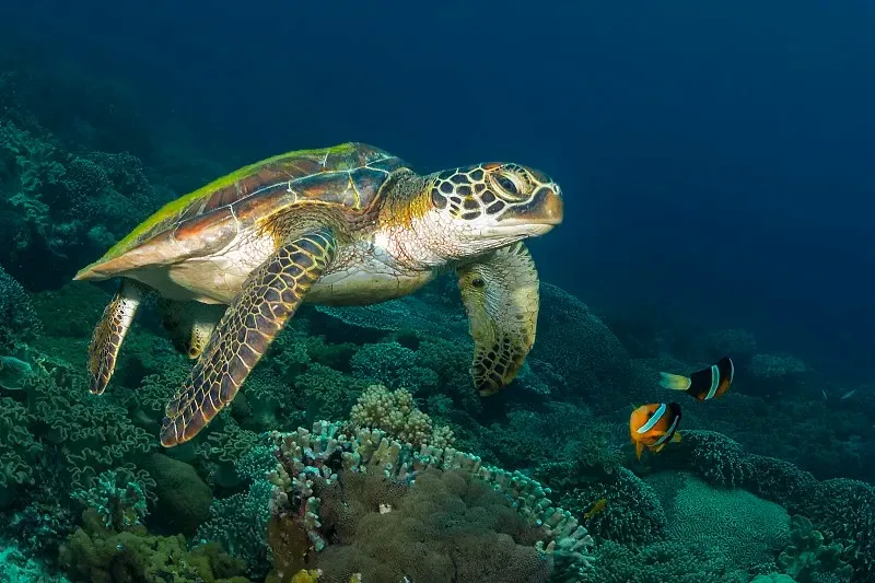 

Бесщеточный двигатель TIMEA 1103 8500KV 1-2S LiPo с валом 1,5 мм для пропеллеров Gemfan HQProp 65 мм, для мини-дронов Tinywhoop, Pavo20, Bassline Micro