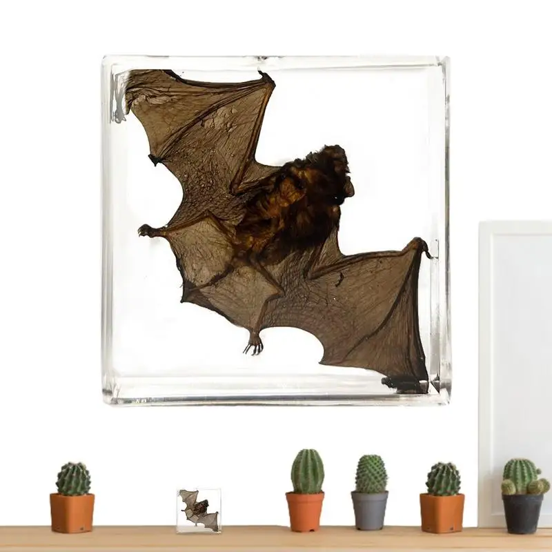 Real Animal Espécime Bat em Resina, Tabletop Decor, Ornamento Acrílico, Pedaço Educacional para Estante Display, Iluminador