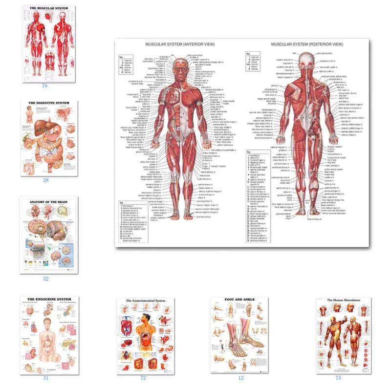 Wissenschaft Wand Kunst Muskels ystem Menschliche Anatomie Diagramm Medizinische Ausbildung Zubehör HD Öl auf Leinwand Poster