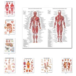 Science Wall Art Muscle System Human Anatomy Diagram Medical Education Supplies HD Oil On Canvas Posters And Prints Home Decor