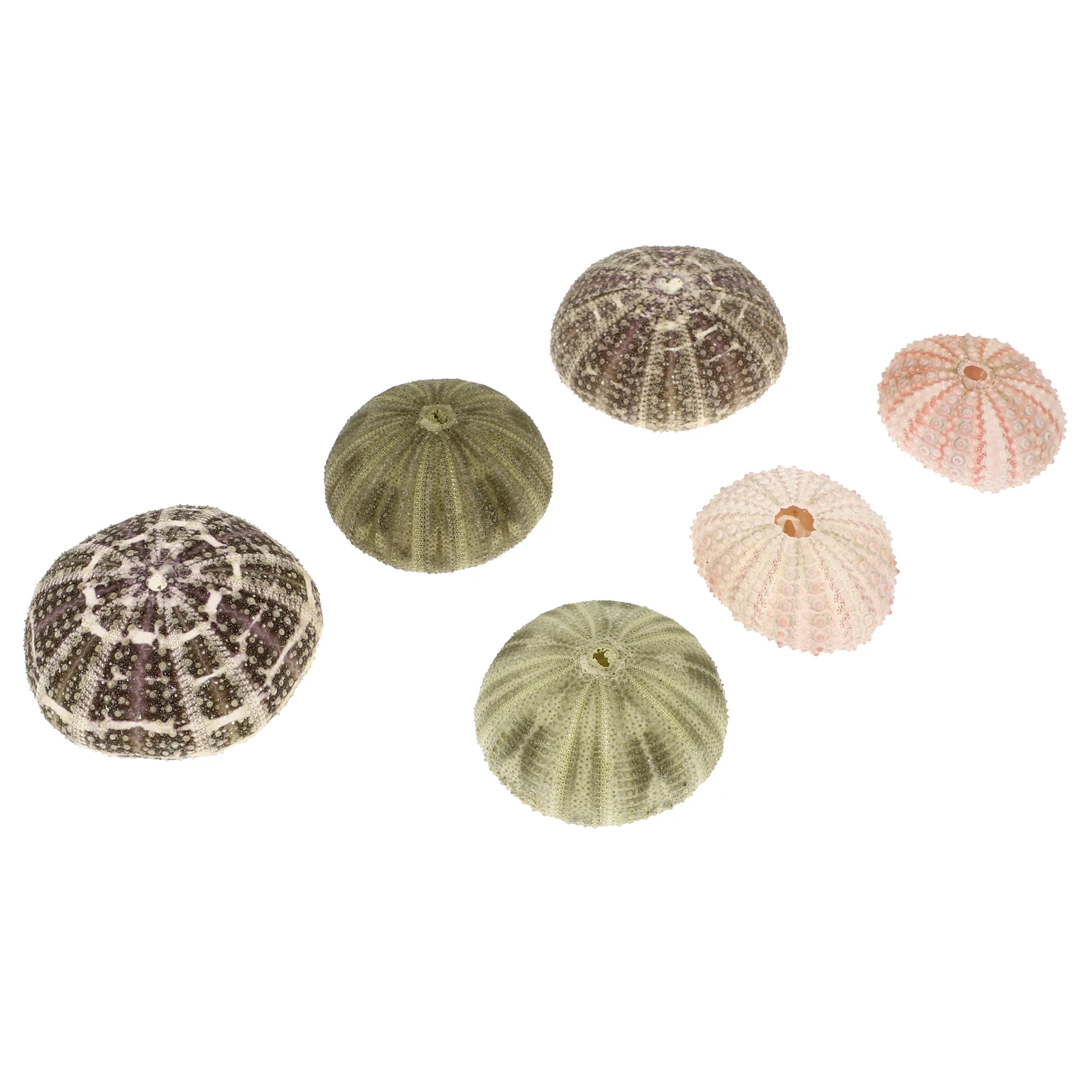 

6 Pcs Sea Shells for Air Plants Containers Tabletop Decor Planter Fish Tank Decoration
